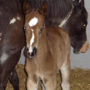 Meet your Posher, Josey